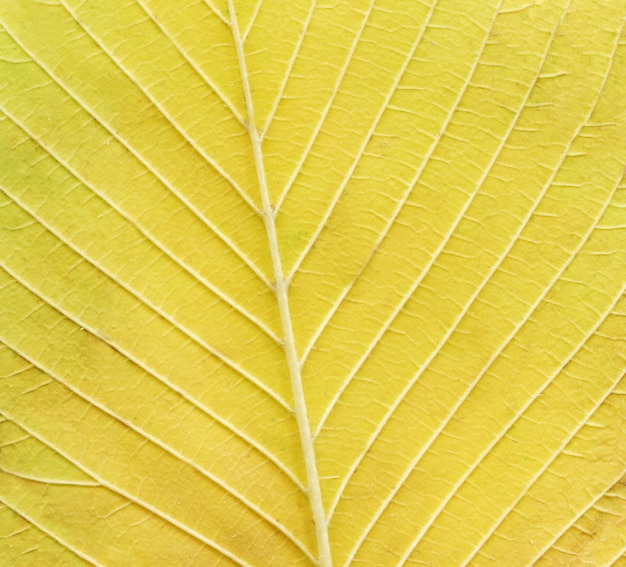 Bunter Herbstblatthintergrund Nahaufnahmebeschaffenheit des Herbstblattes