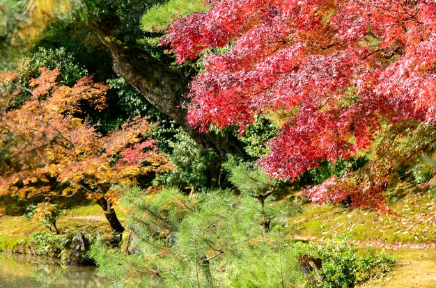 Bunter Herbstgarten.