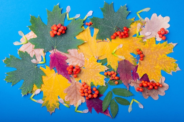 Bunter Herbsthintergrund von getrockneten Blättern verschiedener Baumarten Eiche, Ahorn, Eberesche und orangefarbene Ebereschenbeeren auf blauem Hintergrund, Draufsicht, flache Lage. Mehrfarbige Blätter. Herbst Hintergrund