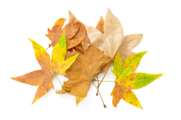 Bunter Herbstlaub lokalisiert auf Weiß