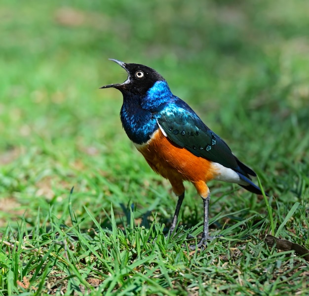 Bunter hervorragender Star (Lamprotornis Superbus). Kenia. Afrika