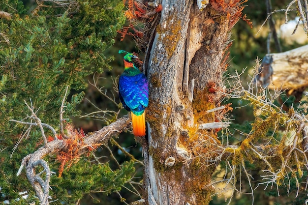 Bunter Himalaya-Monalvogel auf einem Zweig einer Kiefer, in seinem natürlichen Lebensraum