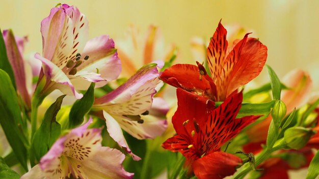 Bunter Hintergrund Blumenstrauß aus bunten Alstroemerias closeup Russland