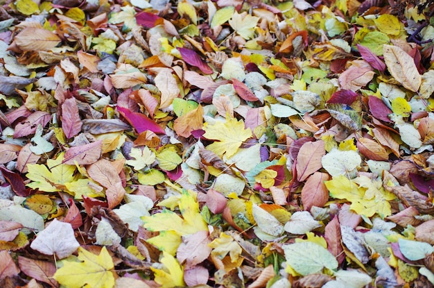 Bunter Hintergrund der gefallenen Blätter im Herbst