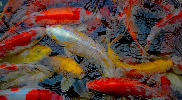 Bunter Hintergrund der Karpfenfische.