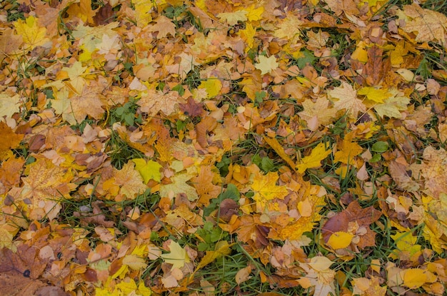 Bunter Hintergrund des Herbstes Fallen des Herbstblattes