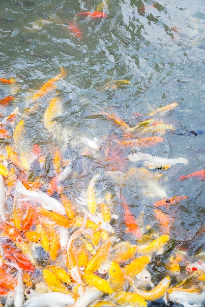 Bunter hungriger koi Fisch im Wasser