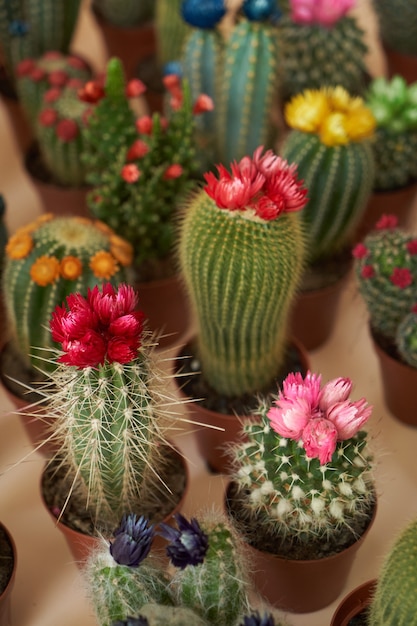 Bunter Kaktus mit Blumen in einem braunen Topf. Sammelfläche für blühende Kakteen, Nahaufnahme