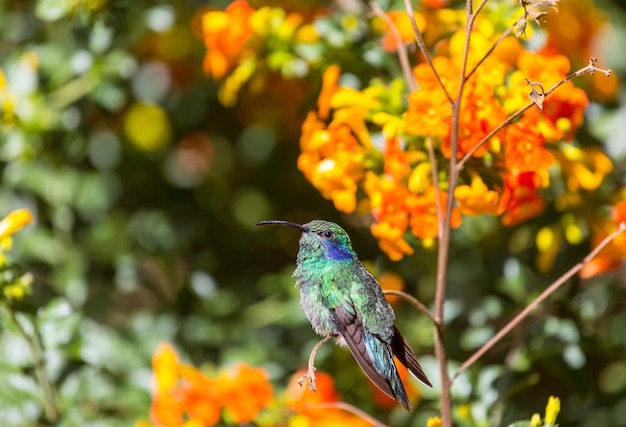 Bunter Kolibri in Costa Rica, Mittelamerika