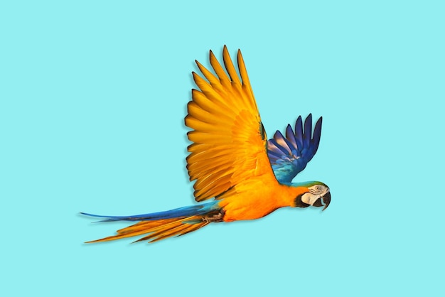 Bunter Papagei, der gegen einen blauen Hintergrund fliegt