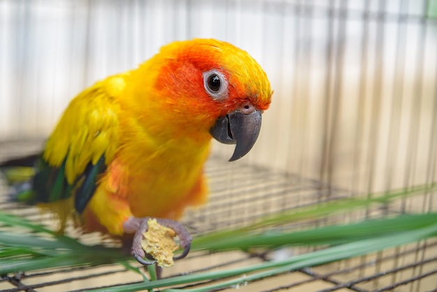 Bunter Papagei Sun Conure FlügelGelb Blauer und grüner Papageienvogel