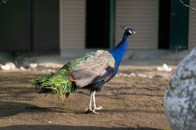 Bunter Pfau geht aus den Grund