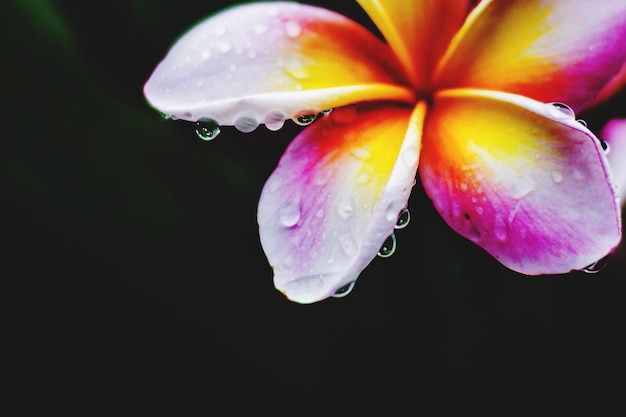 Bunter Plumeria mit Regentropfen nach Regen