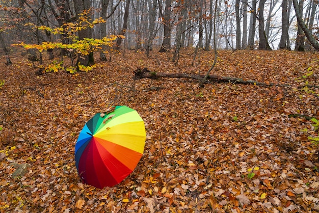 Bunter Regenschirm auf Herbstlaub im Wald