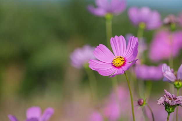 Bunter rosa und roter Kosmos blüht im Garten, mit Weichzeichnungshintergrund