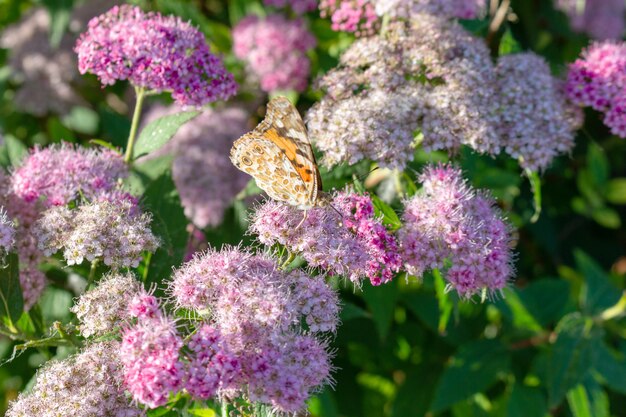 Bunter Schmetterling auf der Blume