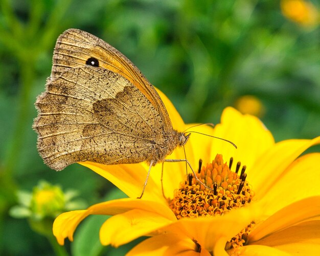 Bunter Schmetterling auf einer Blattblume elegant und zart