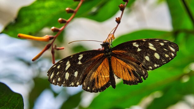 Bunter Schmetterling auf einer Blattblume elegant und zart