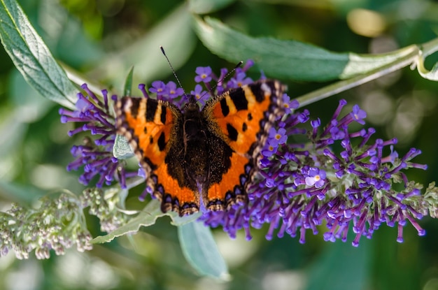 Bunter Schmetterling auf floralem Hintergrund
