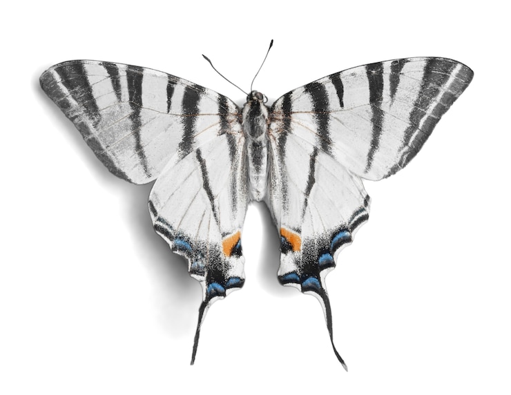 Foto bunter schmetterling auf hintergrund isoliert