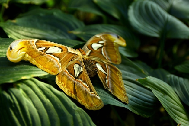 Bunter Schmetterling auf Naturhintergrund