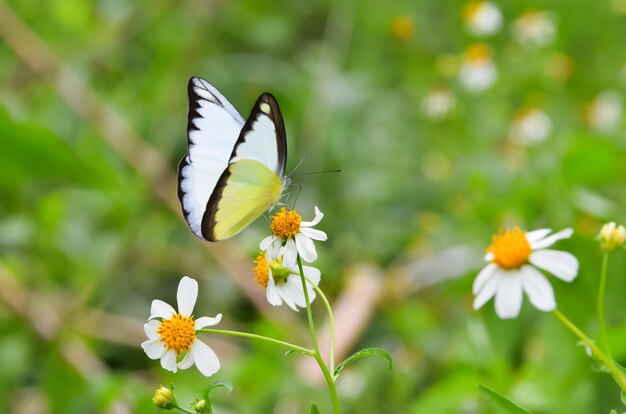 Bunter Schmetterling auf weißen Blumen