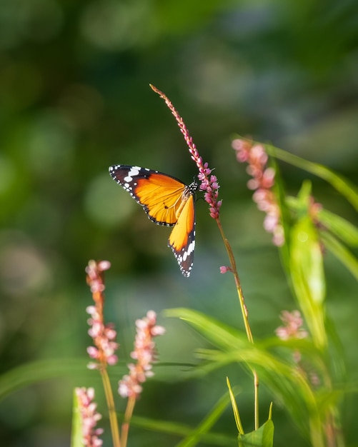 Bunter Schmetterling, der Nektar von wilden Blumen auf der Wiese trinkt, helles, weiches Morgenlicht beleuchtet die schlichten Tigerschmetterlingsflügel