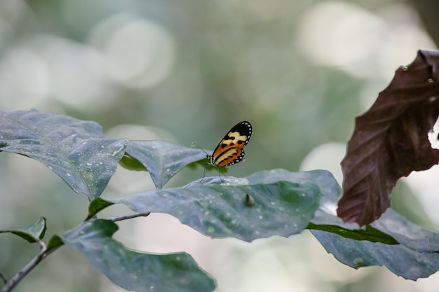 Foto bunter schmetterling im garten schön auf den grünen blättern