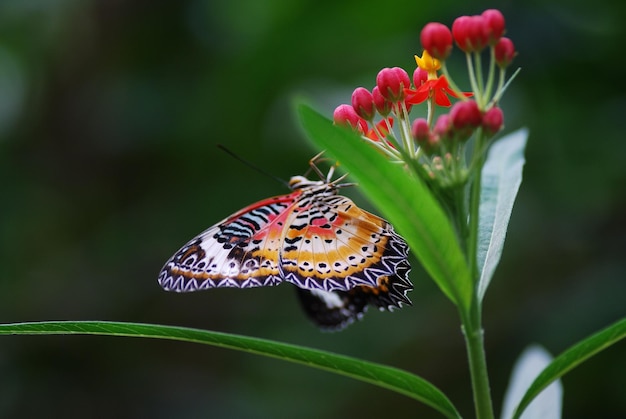 Bunter Schmetterling