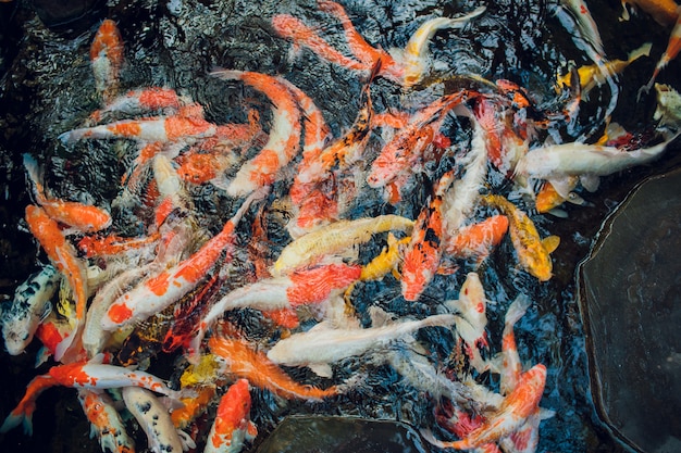 Bunter schöner Karpfen, Koi-Karpfen in einem natürlichen Teich.