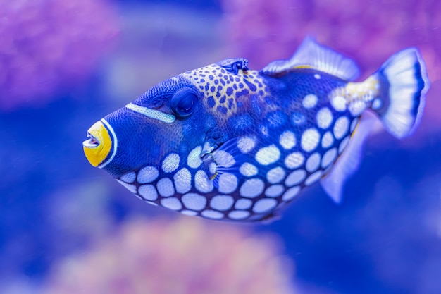 Bunter Seefisch im Aquarium