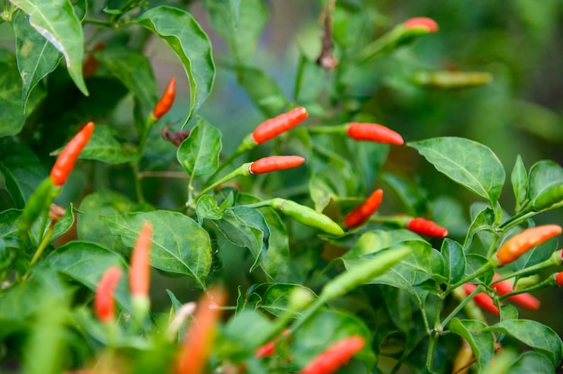 Bunter thailändischer Chili Pepper auf Baum