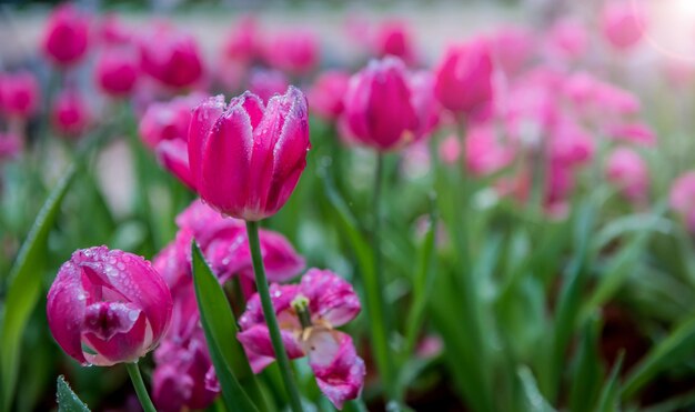 Bunter Tulpengarten im Frühjahr