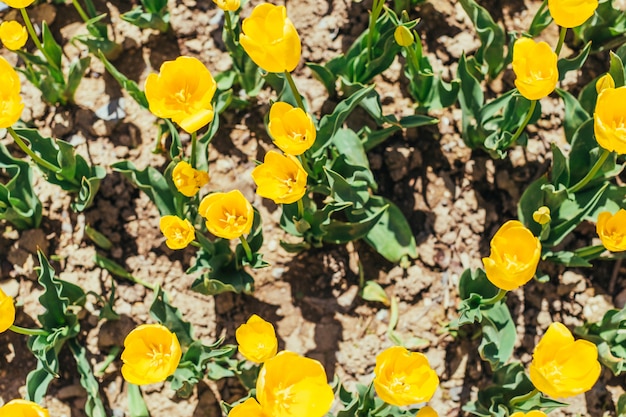 Bunter Tulpengarten im Frühjahr