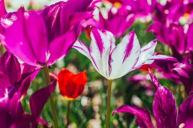 Bunter Tulpengarten im Frühjahr