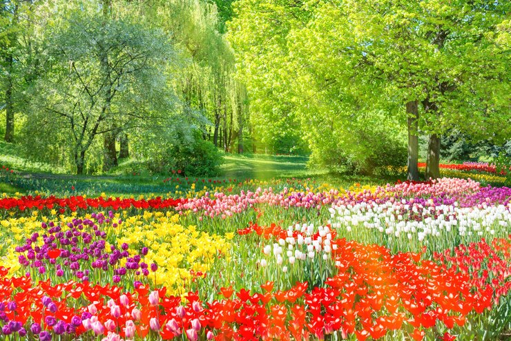 Bunter Tulpengarten im grünen Park