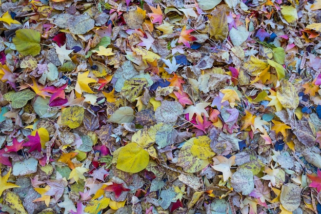 Bunter und heller Hintergrund aus gefallenem Herbstlaub