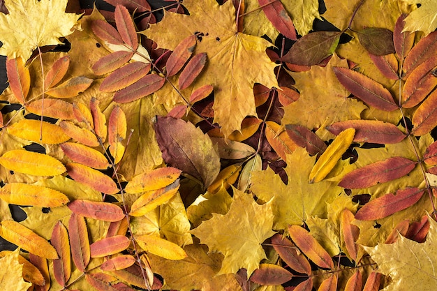 Bunter und heller Hintergrund gemacht von gefallenem Herbstlaub.