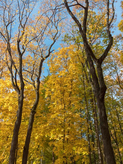 Bunter und heller Hintergrund gemacht von gefallenem Herbstlaub.