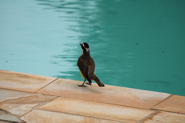 Bunter Vogel auf einem Bauernhof