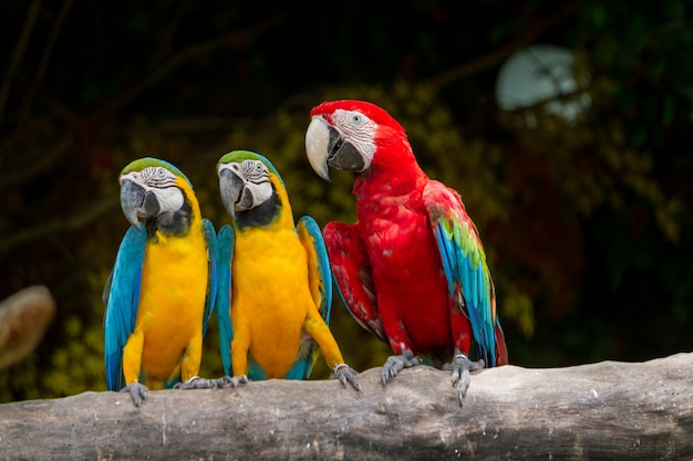 Bunter Vogel Macaw