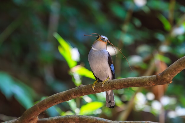 Bunter Vogel Silber-breasted Broadbil