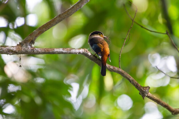 Bunter Vogel Silber-breasted Broadbill (Serilophus lunatus) auf Baumast