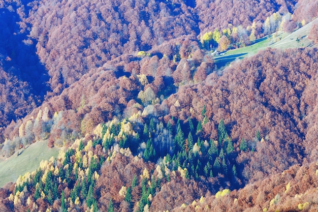 Bunter Wald am Hang im nebligen Herbstberg.