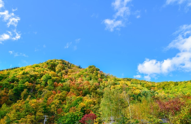 Bunter Wald auf Herbstsaison in Jozankei,
