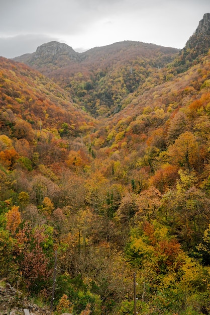 Foto bunter wald im herbst, bunter herbstsaisonhintergrund