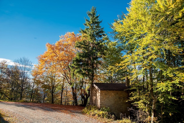 Bunter Wald im Herbst