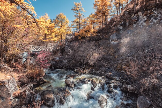 Bunter Wasserfall im Herbstkiefernwald