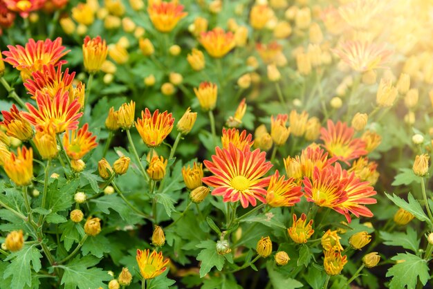 Bunter Zinnia Flower im Garten