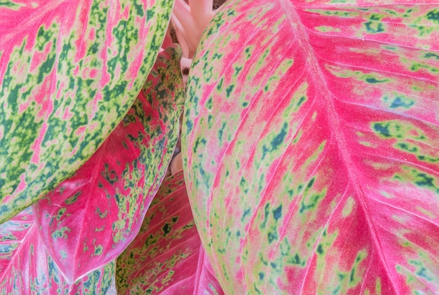 Buntes Blatt der Nahaufnahme der Anlage im Gartenhintergrund